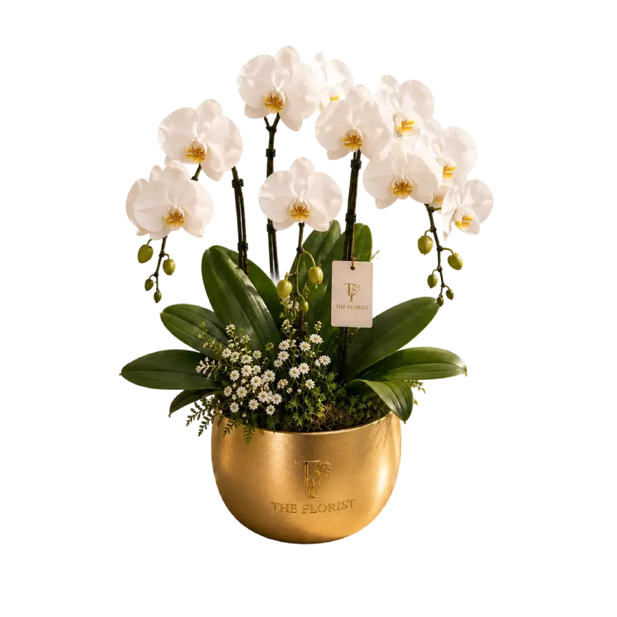 Twin Color Duo Phalaenopsis Plant